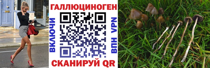 Купить где  Кола  Галлюциногенные грибы Psilocybe 